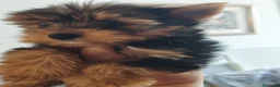 Yorkshire Terrier perros en venta: Yorkshire terrier machos  - Anuncio 1