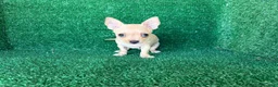 Chihuahua perros en venta: chihuahua - Anuncio 3