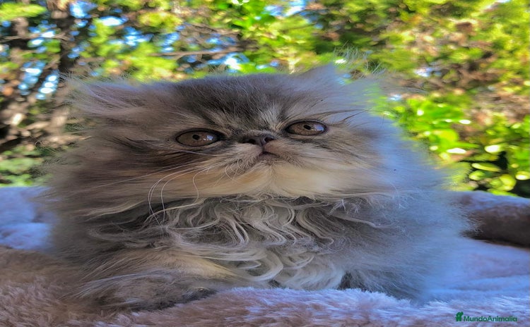 Persa gatos GATITA PERSA HEMBRA - Anuncio 14