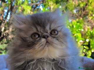 Persa gatos GATITA PERSA HEMBRA - Anuncio 1