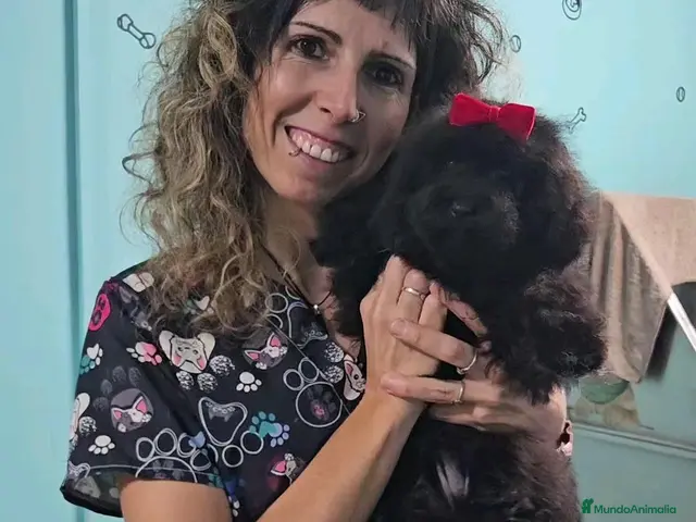 Caniche Toy perros Caniche Toy - Anuncio 1
