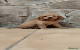 Cocker Spaniel Inglés perros en venta: Cocker spaniel ingles  - Imagen 1