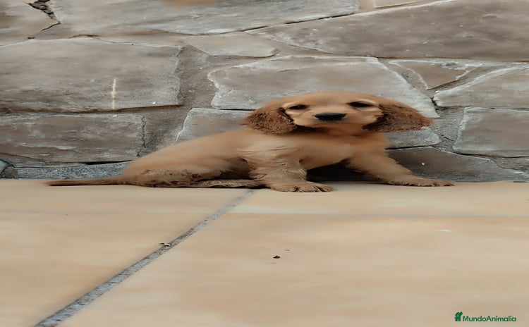 Cocker Spaniel Inglés perros - Propaganda 1