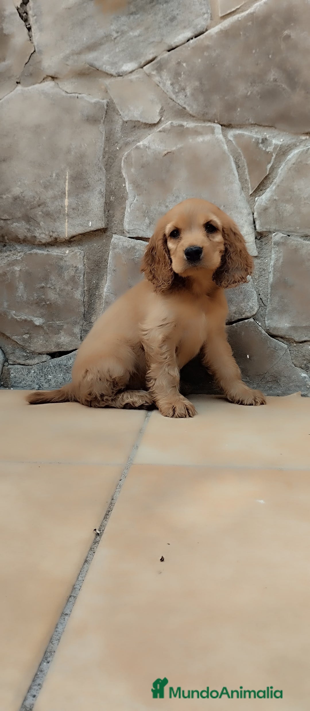 Cocker Spaniel Inglés perros en venta: Cocker spaniel ingles  - Imagen 1