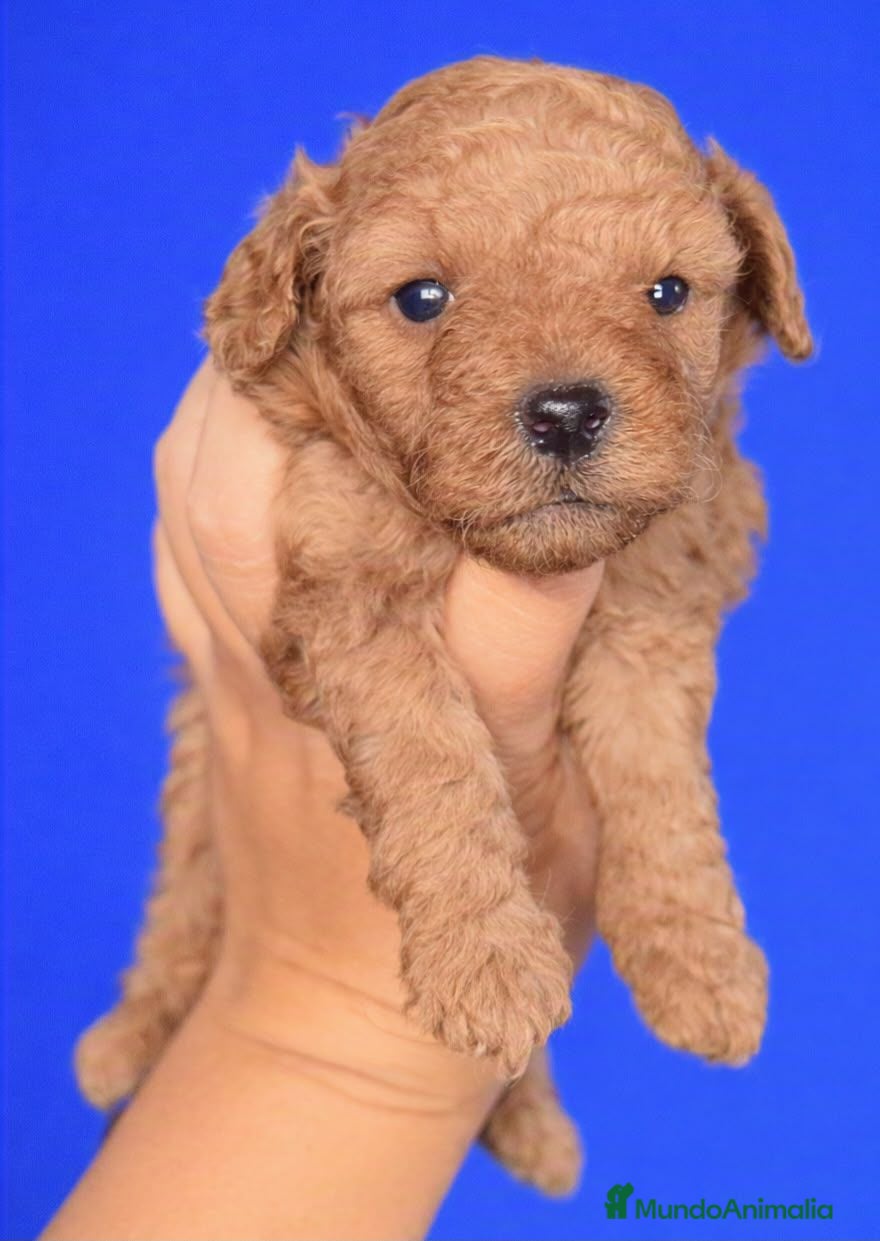 Caniche Toy perros Caniche toy  - Anuncio 1