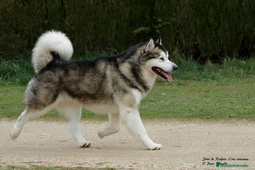 Alaskan Malamute perros en venta: Alaska Malamute  - Anuncio 6