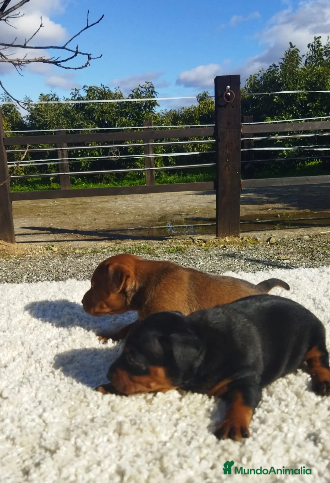 Pinscher Miniatura perros en venta: mini pinscher - Anuncio 3
