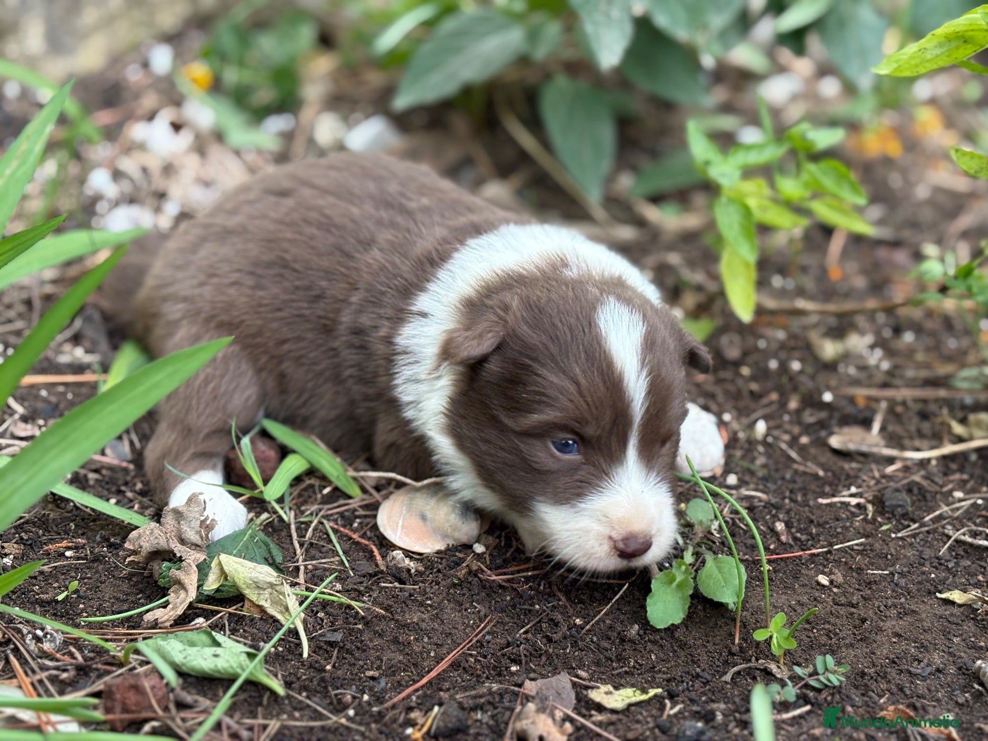 Border Collie perros en venta: 🐾 NUEVOS BORDER COLLIE EN LA GRANJA DE FLIX 🐾 - Anuncio 1