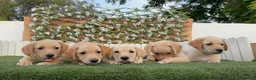 Labrador Retriever perros en venta: LABRADOR RETRIEVER - Anuncio 3