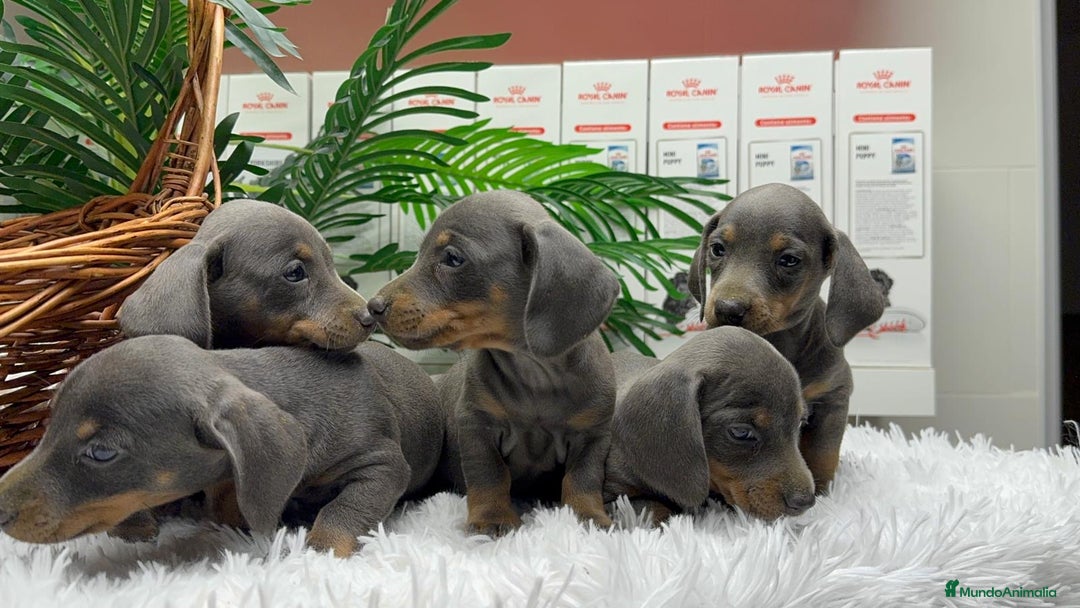 Teckel Miniatura perros en venta: TECKEL MINIATURA BLUE - Anuncio 4