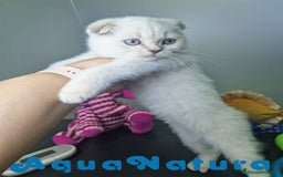 Scottish Fold gatos en venta: Scottish Fold Macho 7912 AQUANATURA - Imagen 1