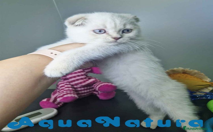 Scottish Fold gatos - Anuncio 5