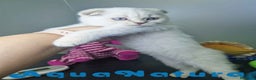 Scottish Fold gatos en venta: Scottish Fold Macho 7912 AQUANATURA - Anuncio 1