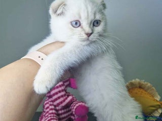 Scottish Fold gatos - Anuncio 18