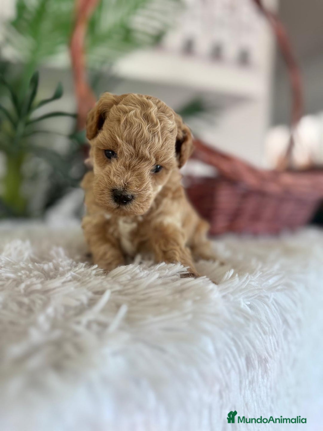 Caniche Toy perros en venta: CANICHE TOY - Anuncio 4