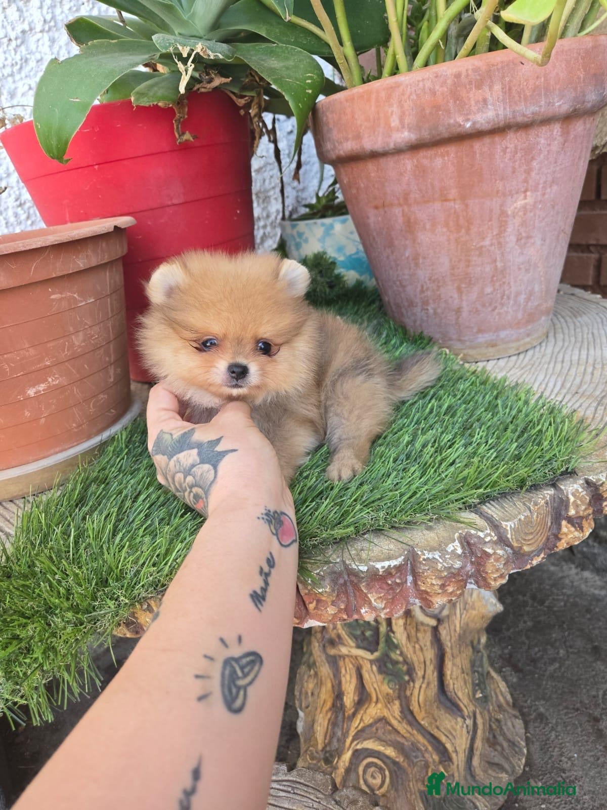 Pomerania perros Pomerania de calidad superor - Anuncio 2