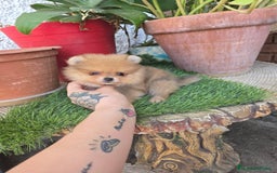 Pomerania perros en venta: Pomerania de calidad superor - Imagen 2