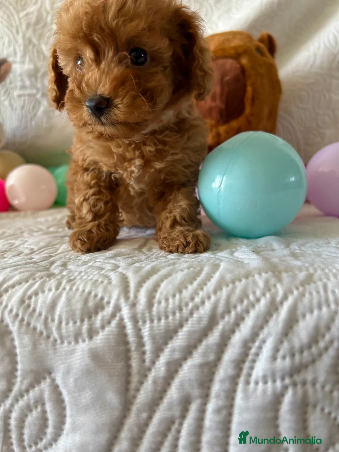 Caniche Toy perros en venta: CANICHE TOY ROJA - Anuncio 4