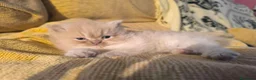 Persa gatos en venta: Persa Europeo en Castellón - Anuncio 2