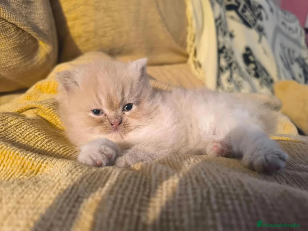 Persa gatos en venta: Persa Europeo en Castellón - Anuncio 2