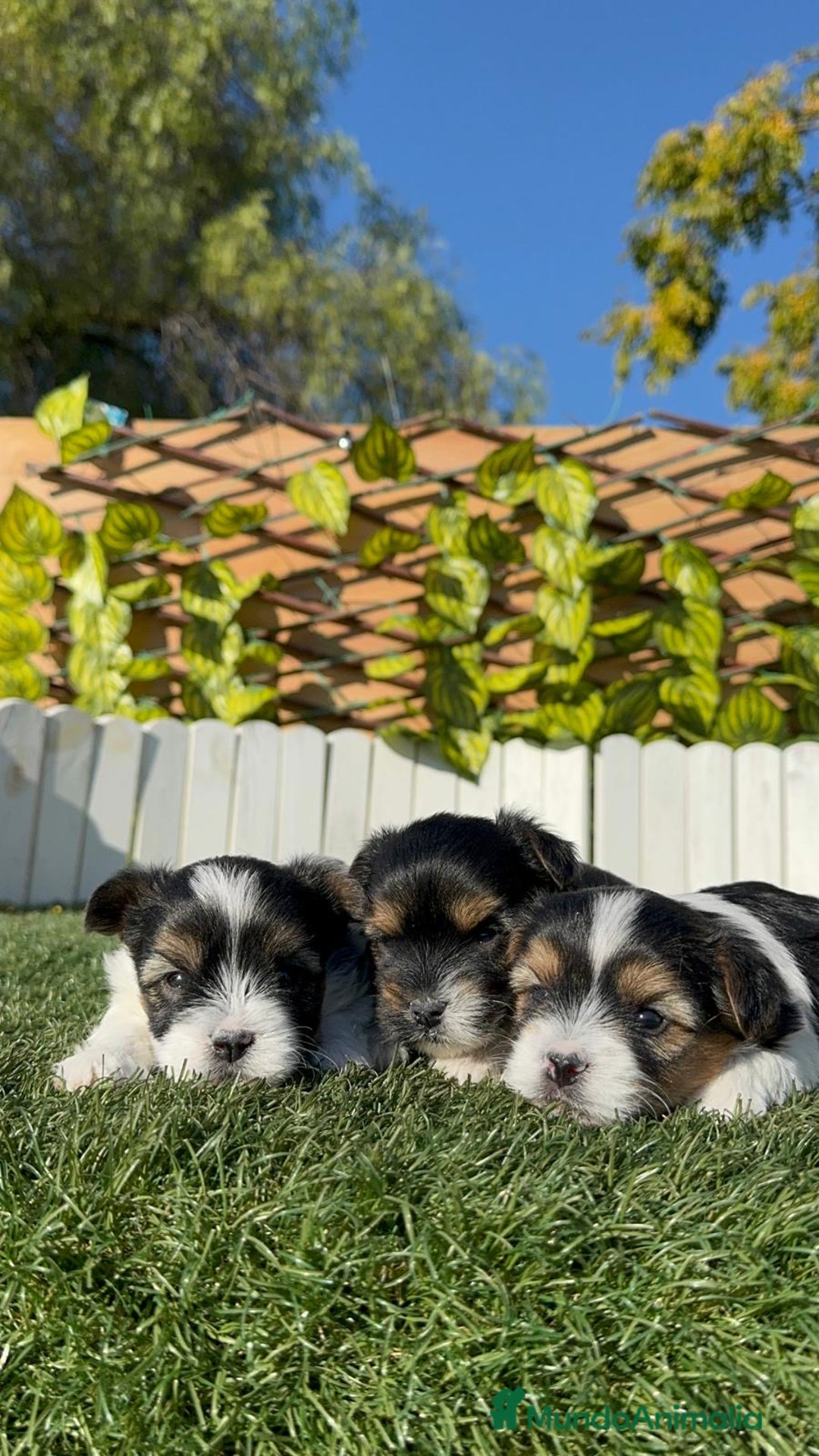 Yorkshire Terrier perros en venta: YORKSHIRE BIEWER - Anuncio 20