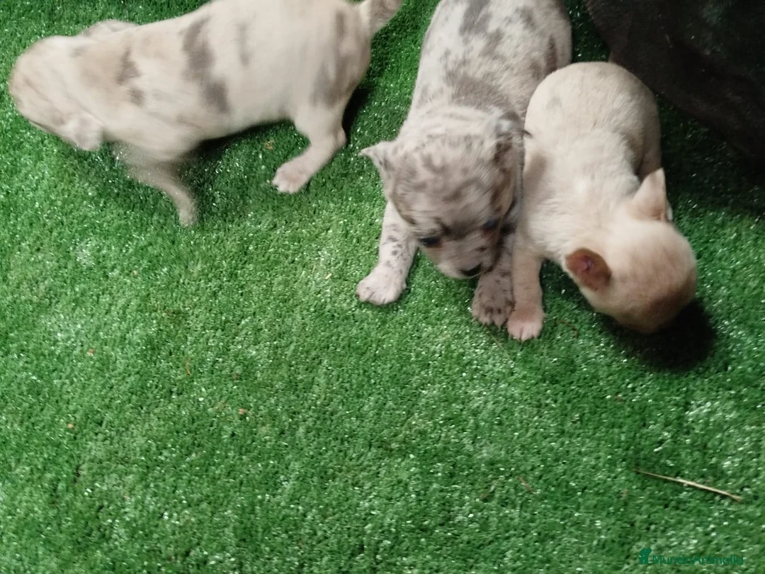 Chihuahua perros en venta: Espectacular camada de  chihuahuas  - Anuncio 4