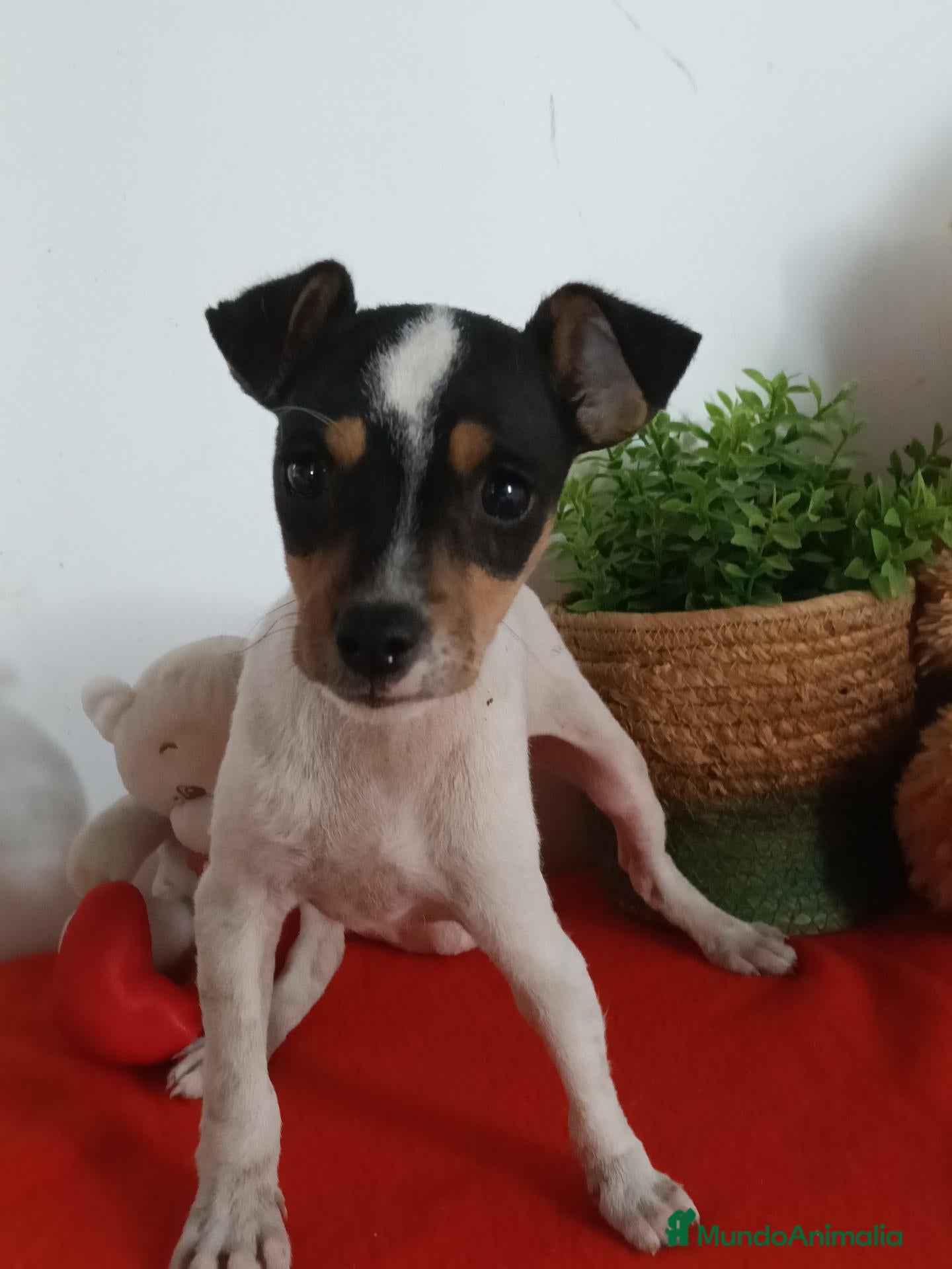 Ratonero Bodeguero Andaluz perros Preciosa camada de bodeguero  - Anuncio 2