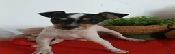 Ratonero Bodeguero Andaluz perros en venta: Preciosa camada de bodeguero  - Anuncio 1