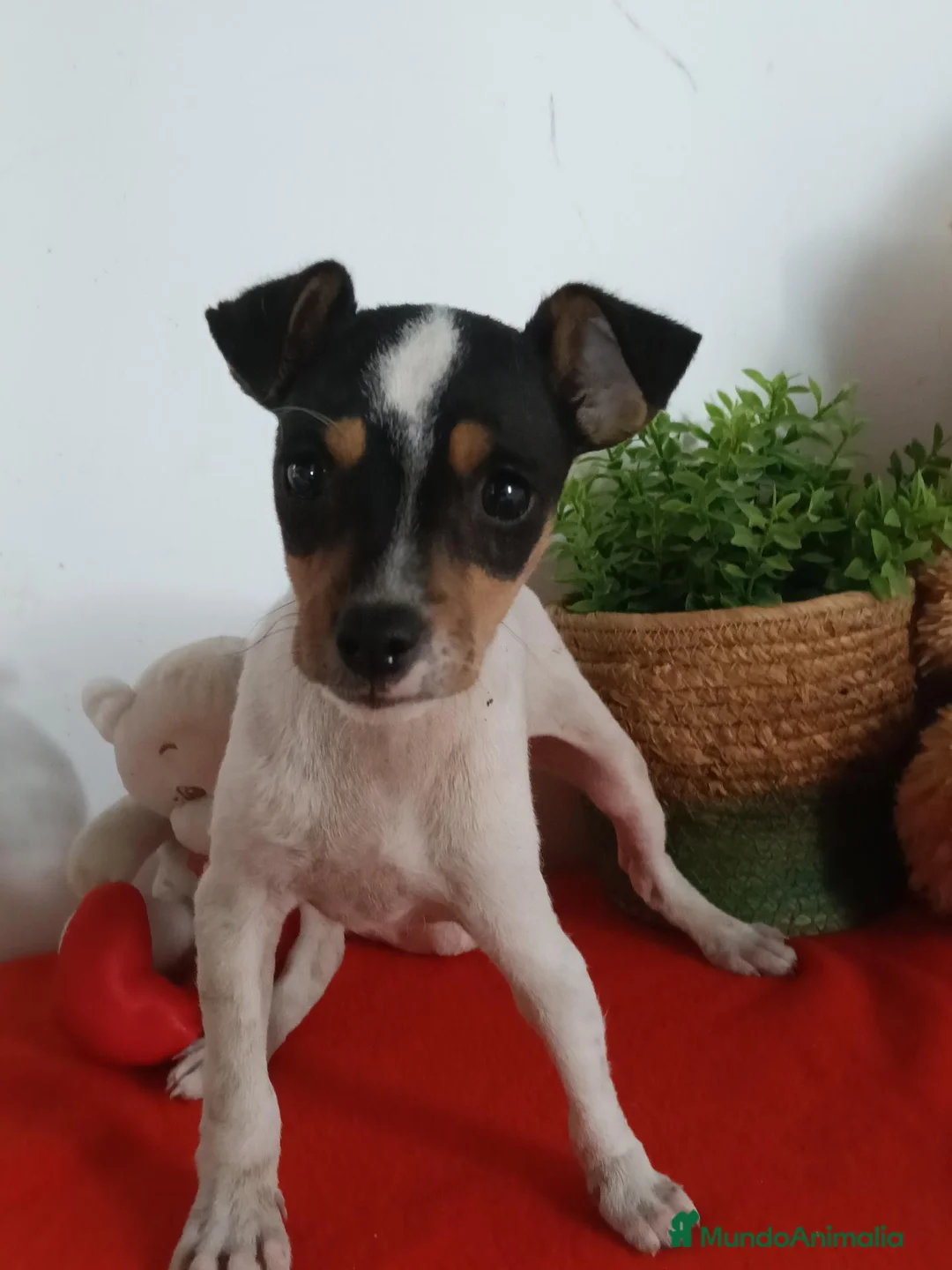 Ratonero Bodeguero Andaluz perros en venta: Preciosa camada de bodeguero  - Anuncio 1