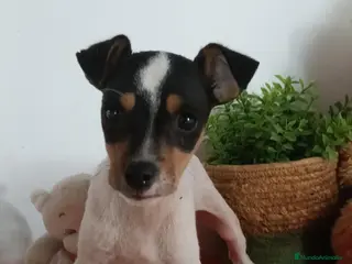 Ratonero Bodeguero Andaluz perros Preciosa camada de bodeguero - Anuncio 1