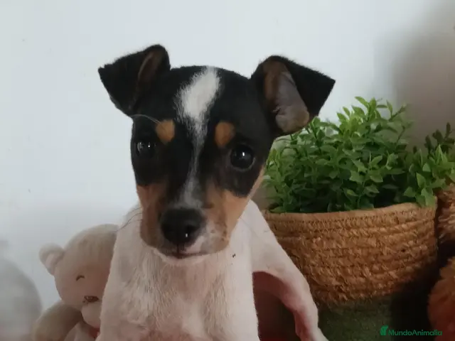 Ratonero Bodeguero Andaluz perros Preciosa camada de bodeguero - Anuncio 1