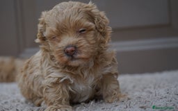 Maltipoo perros en venta: ✨ MOCHI y YUKI: dos hermanas Maltipoo ✨ - Imagen 4