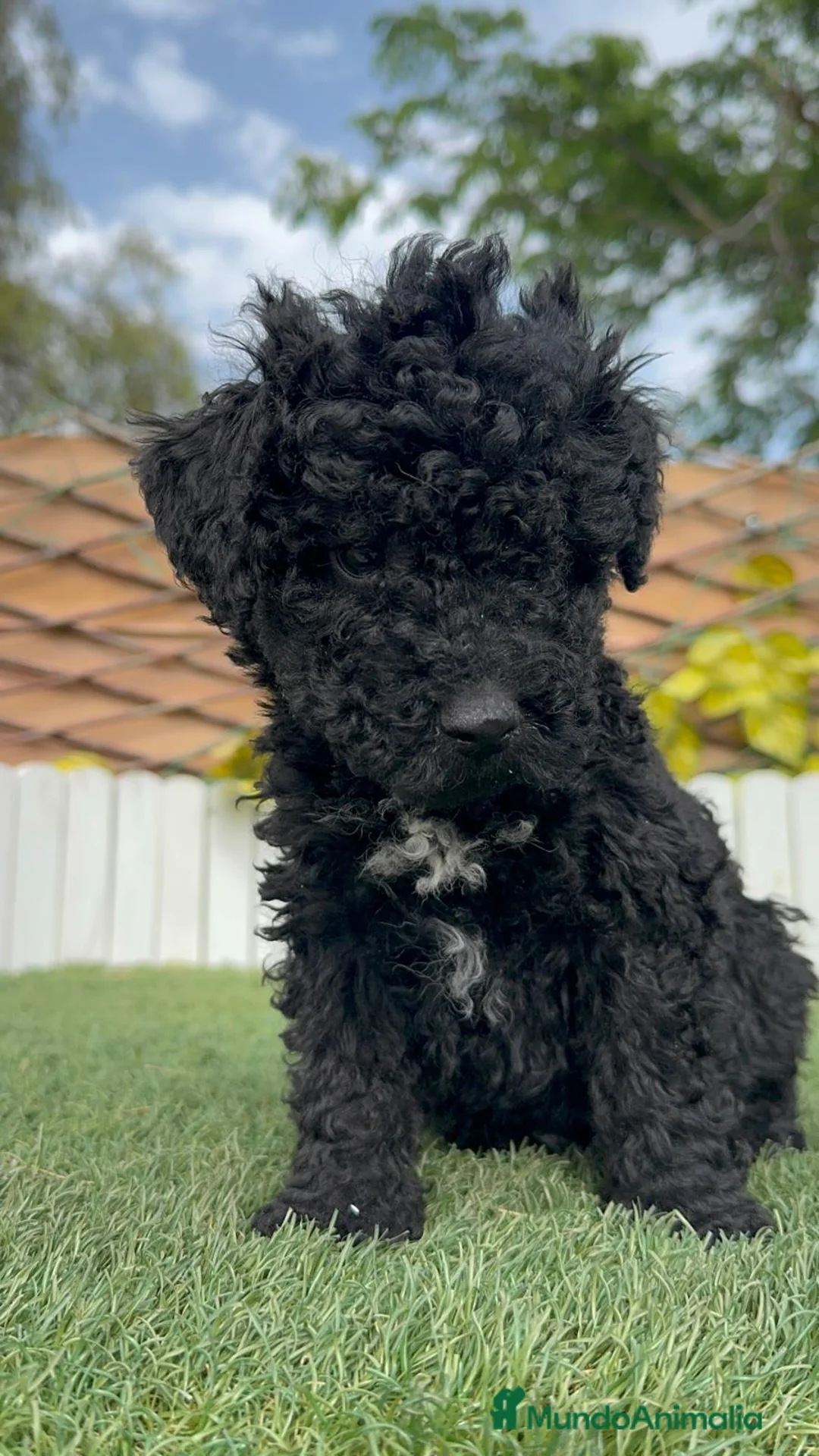 Perro de Agua Español perros en venta: PERRO DE AGUA ESPAÑOL - Anuncio 2