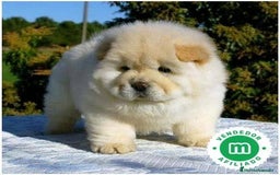 Chow Chow perros en venta: Chow chow hembra crema preciosa  - Imagen 2