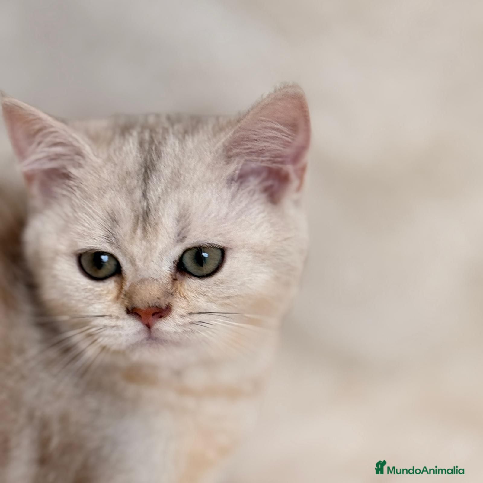 Británico de Pelo Corto gatos PRECIOSA HEMBRA BRITISH SHORTHAIR - Anuncio 1