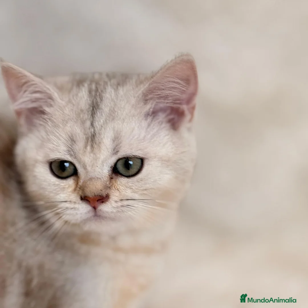 Británico de Pelo Corto gatos en venta: PRECIOSA HEMBRA BRITISH SHORTHAIR - Anuncio 1
