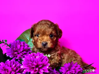 Caniche Toy perros Caniche Toy - Anuncio 2