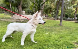 Pastor Blanco Suizo perros en venta: Cachorra Pastor Blanco Suizo  - Imagen 7