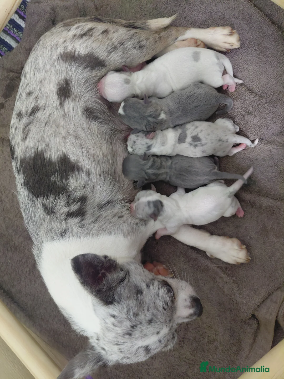Chihuahua perros en venta: Chihuahuas  - Anuncio 1
