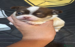 Chihuahua perros en venta: Chihuahua toy rusos - Imagen 2