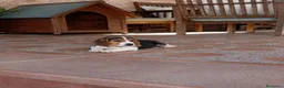 Beagle perros en venta: Camada de beagles tricolor Y bicolor  - Anuncio 2