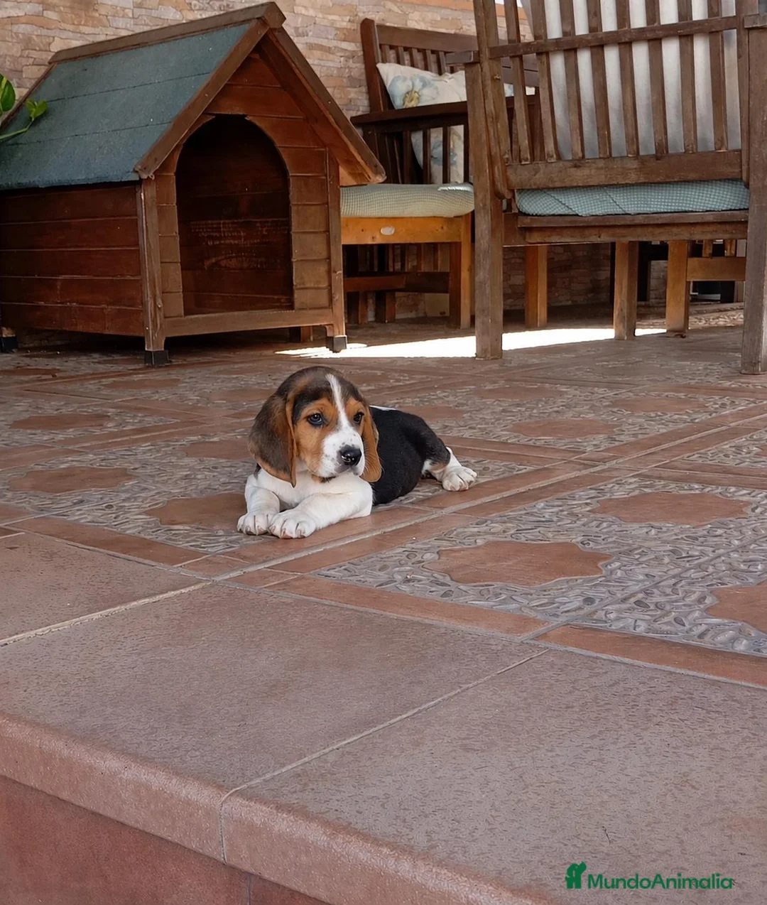 Beagle perros en venta: Camada de beagles tricolor Y bicolor  - Anuncio 2
