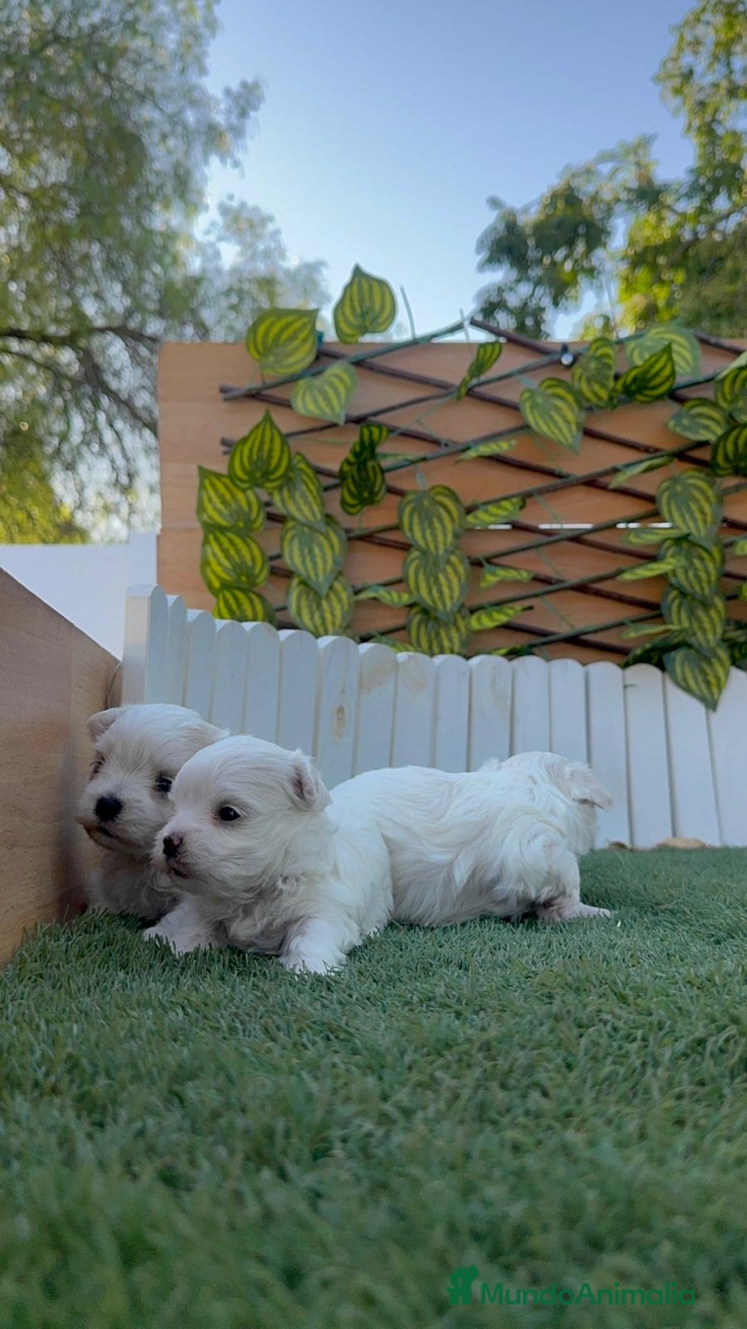Bichón Maltés perros en venta: BICHÓN MALTÉS  - Imagen 17