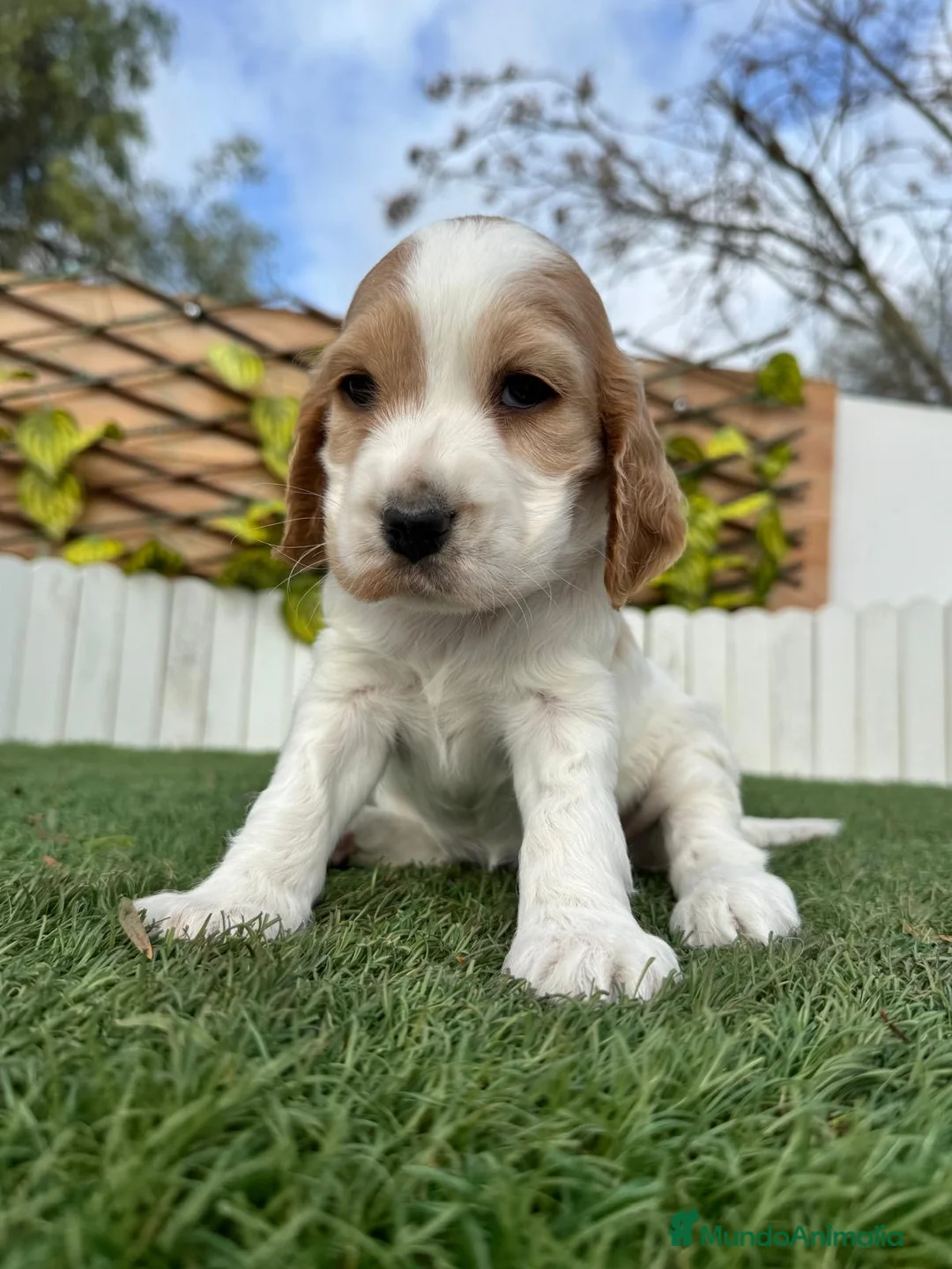Cocker Spaniel Inglés perros en venta: COCKER HEMBRA - Anuncio 7