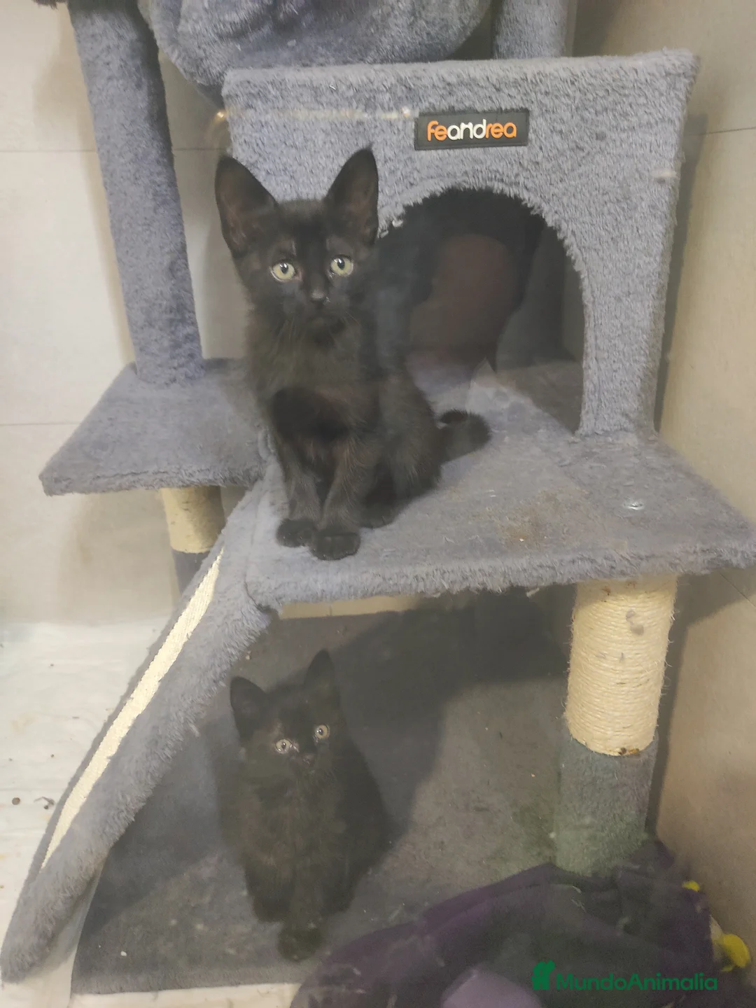 Raza Mixta gatos en venta: Gatitos raza mixta - Anuncio 2
