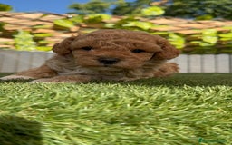 Caniche Toy perros en venta: CANICHE TOY MACHO - Imagen 14