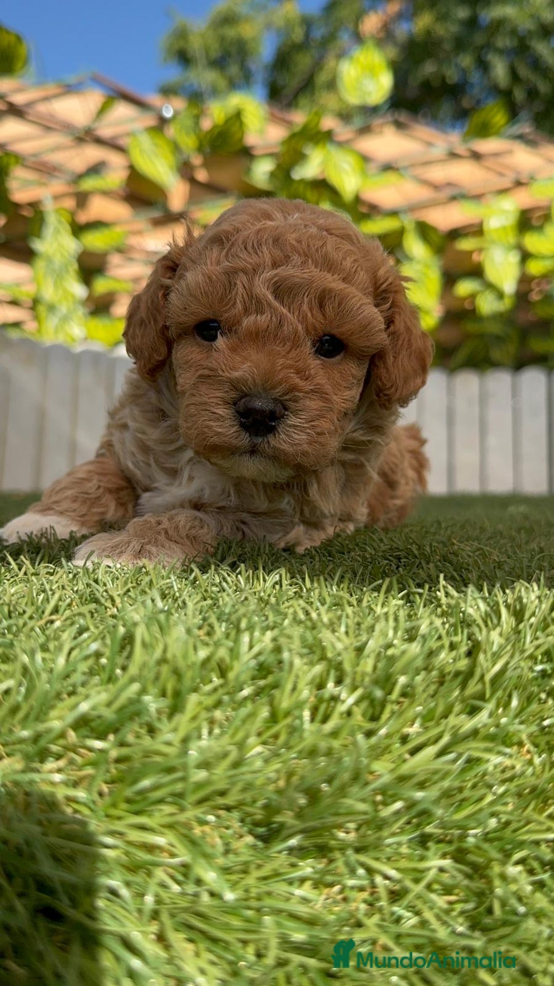 Caniche Toy perros en venta: CANICHE TOY MACHO - Imagen 14