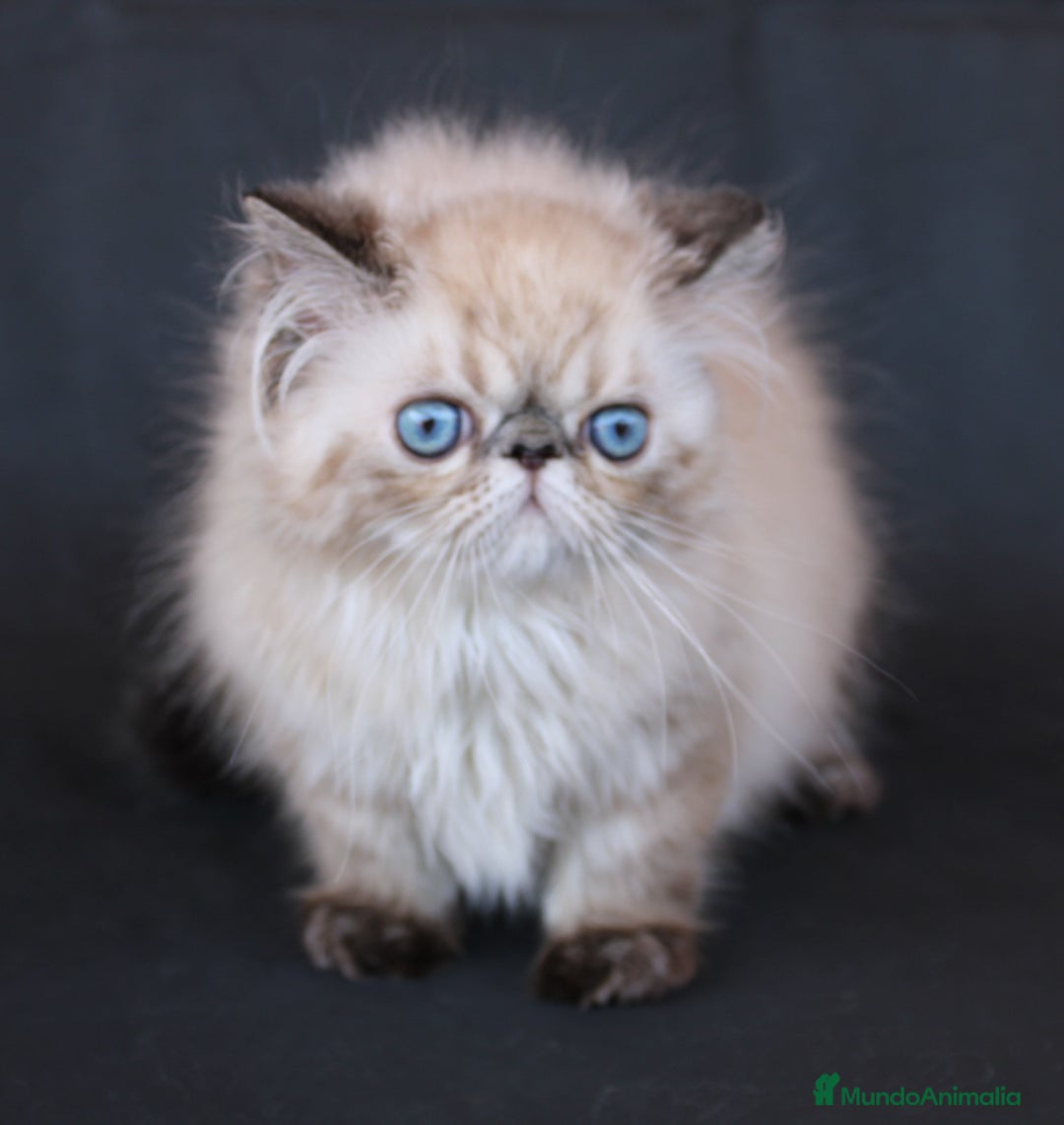 Persa gatos en venta: Persa Himalayo - Imagen 1