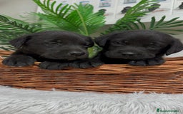 Labrador Retriever perros en venta: LABRADOR MACHO - Imagen 7