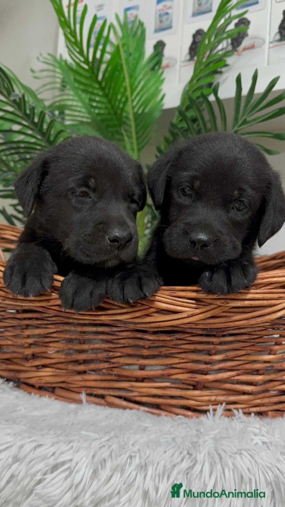 Labrador Retriever perros en venta: LABRADOR MACHO - Imagen 7